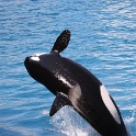 Marineland - Orgues - 074